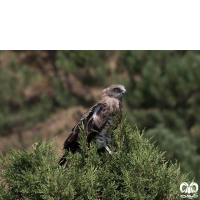 گونه عقاب مارخور Short-toed Eagle